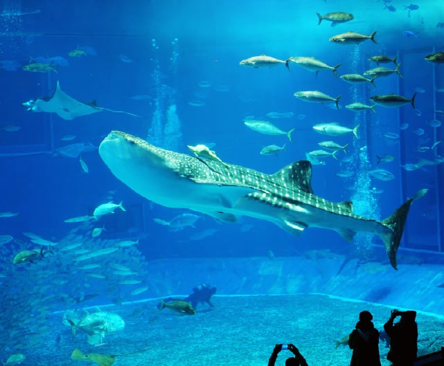 美ら海水族館